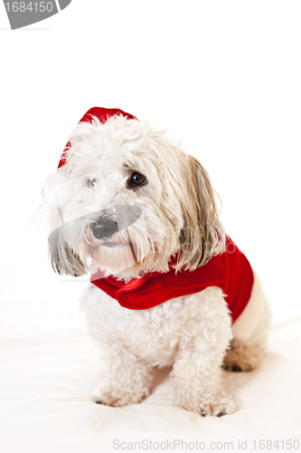 Image of Cute dog in santa outfit