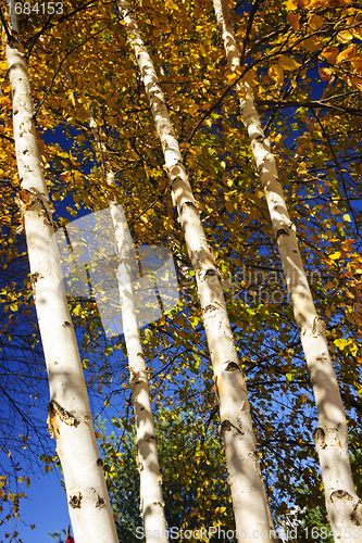 Image of Birch trees in fall