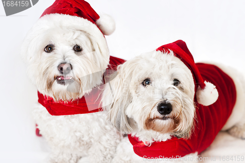 Image of Two cute dogs in santa outfits