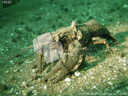 Image of Crawfish with mussels