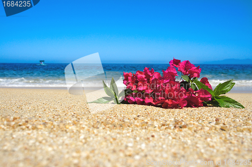Image of Tropical Beach Flowers