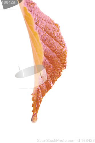 Image of Autumn Rain
