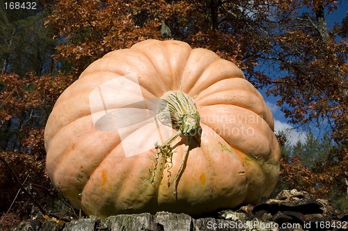 Image of Harvest Pumpkin