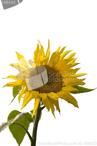 Image of Sunflower