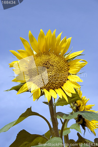 Image of Sunflower Beauty