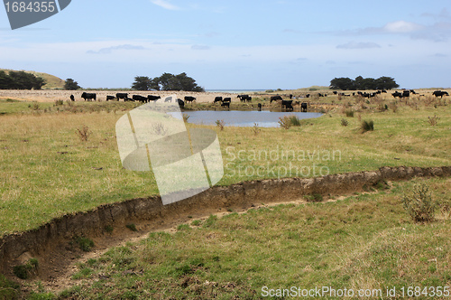 Image of summer pasture