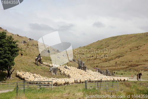 Image of driving sheep