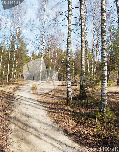 Image of Footpath in a spring wood