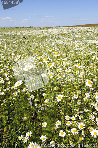 Image of background of agriculture field marguerite flowers 