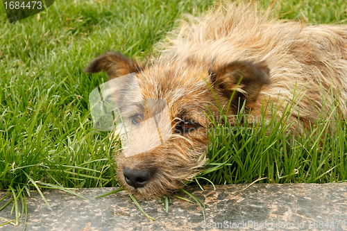 Image of Rambling dog lying on green grass