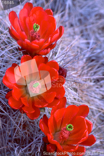 Image of cactus blooms