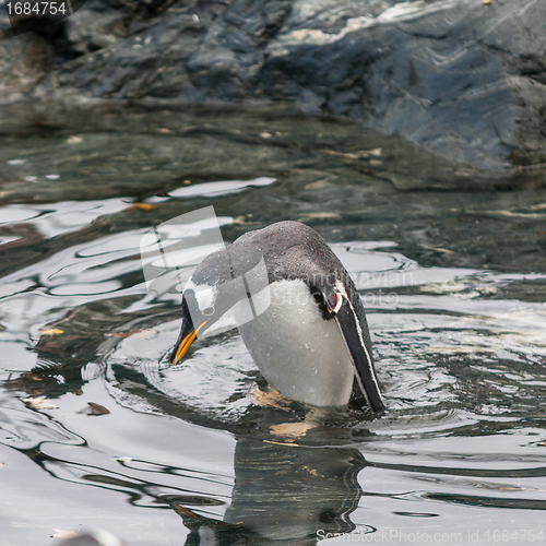 Image of Penguin