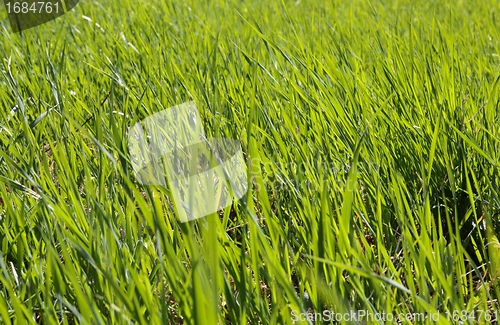 Image of Long green grass