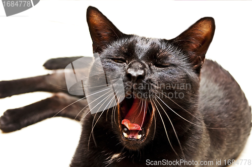 Image of Tomcat yawns