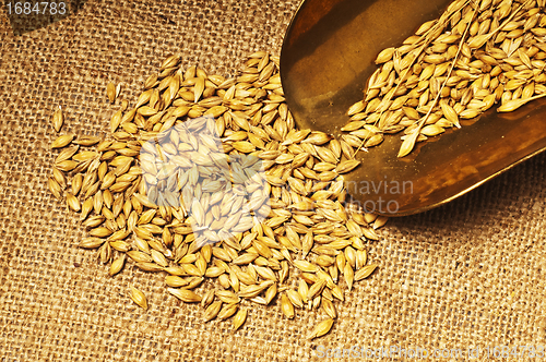 Image of wheat