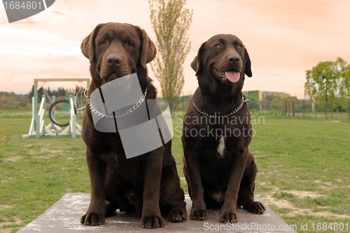 Image of two labrador retriever