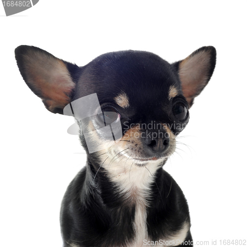 Image of puppy chihuahua