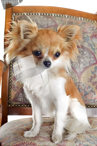 Image of chihuahua on antique chair