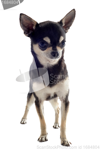 Image of puppy chihuahua