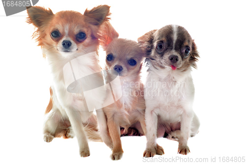 Image of three chihuahuas