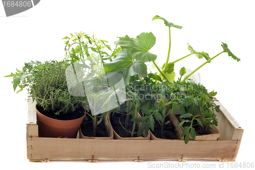 Image of vegetables seedling in a crate