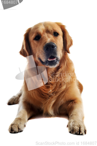 Image of golden retriever