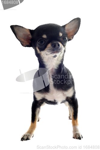 Image of puppy chihuahua