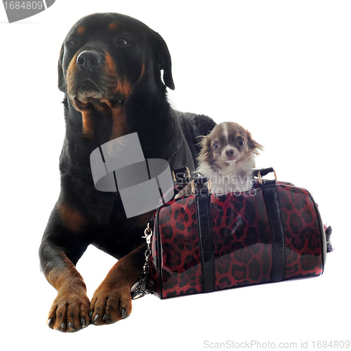 Image of rottweiler and puppy chihuahua