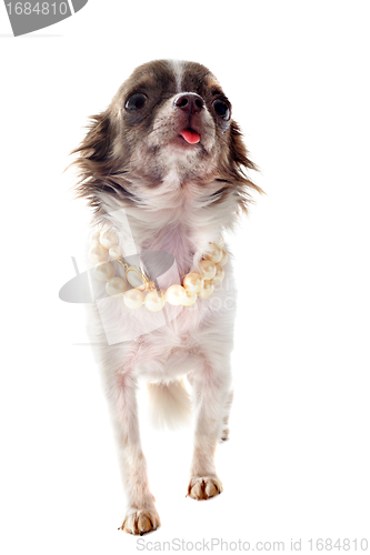 Image of puppy chihuahua