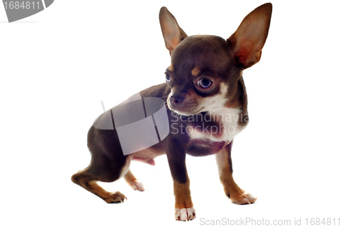 Image of puppy chihuahua