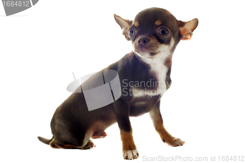 Image of puppy chihuahua