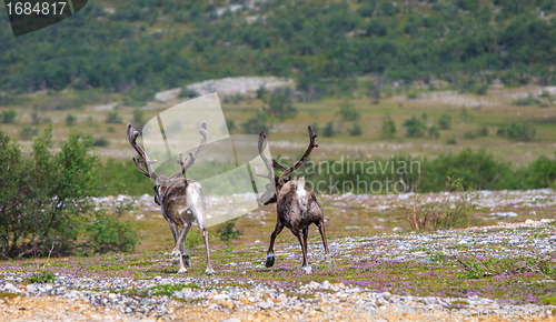 Image of Reindeer graze on the tundra