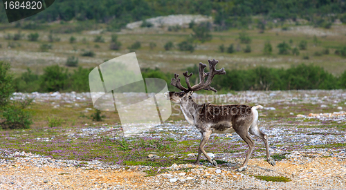 Image of Reindeer graze on the tundra