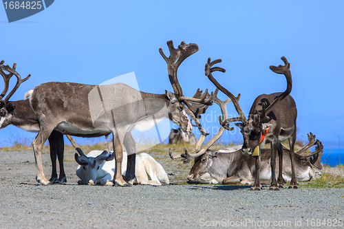 Image of group reindeer a rest