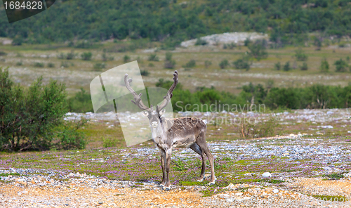 Image of Reindeer graze on the tundra