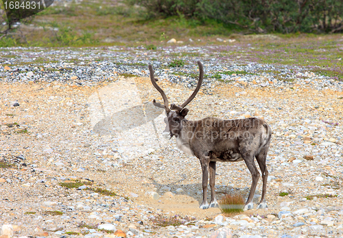 Image of Reindeer graze on the tundra