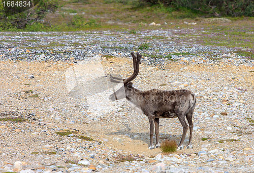 Image of Reindeer graze on the tundra