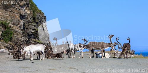 Image of group reindeer a rest