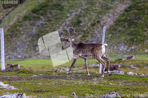 Image of Reindeer graze on the tundra