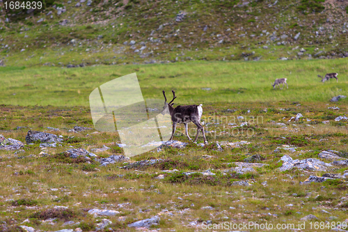 Image of Reindeer graze on the tundra