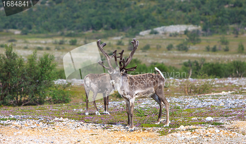 Image of Reindeer graze on the tundra