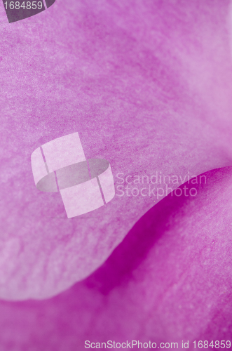 Image of Closeup of beautiful pink orchid