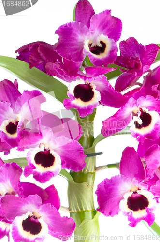 Image of Orchid