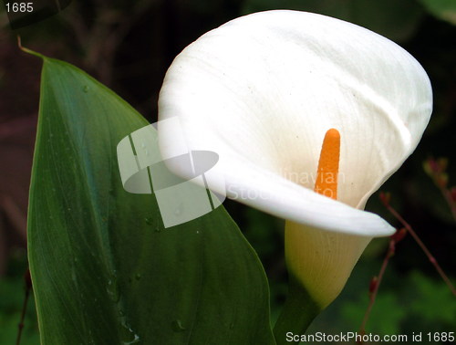 Image of Calla lily