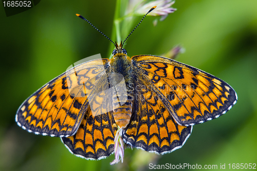 Image of Butterfly melitaea didyma