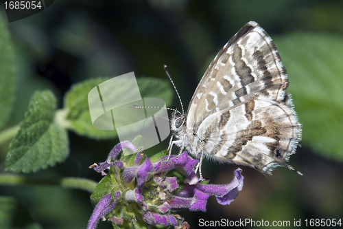 Image of Butterfly Lycaedes on flower