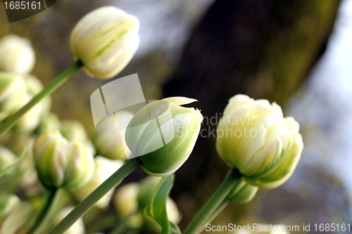 Image of a white tulip meadow close up from the ground