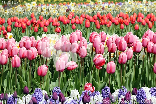 Image of pink tulips in a beuatiful flower meadow