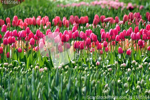 Image of pink tulips in a flower meadow