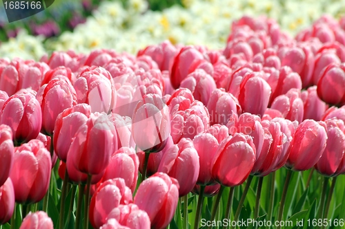 Image of pink tulips in a flower meadow
